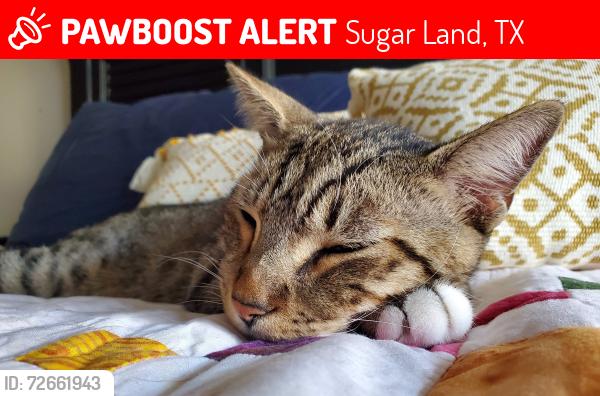 Lost Male Cat last seen Rolling Mill Dr. and Eldridge Rd., Sugar Land, TX 77498