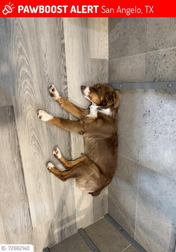 Lost Male Dog last seen Bishop st , San Angelo, TX 76901
