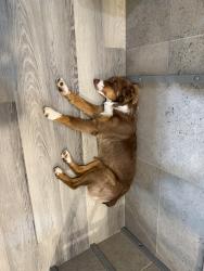 Lost Male Dog last seen Bishop st , San Angelo, TX 76901
