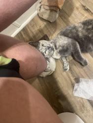 Lost Female Cat last seen Autozone area, Bloomington, IN 47404
