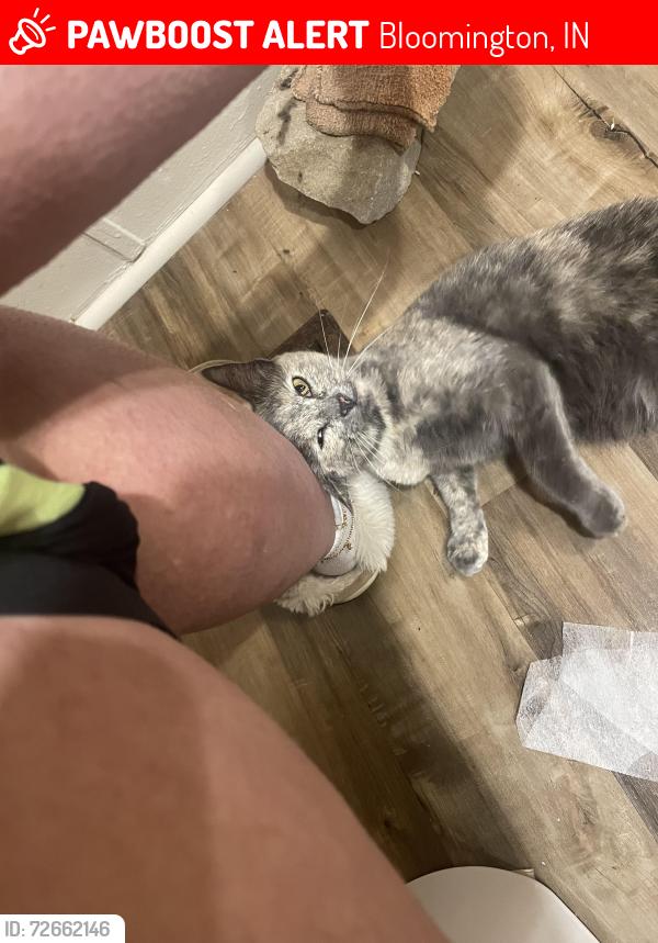 Lost Female Cat last seen Autozone area, Bloomington, IN 47404