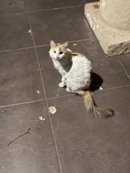 Found/Stray Female Cat last seen Westlake ave and 3rd st, Los Angeles, CA 90057