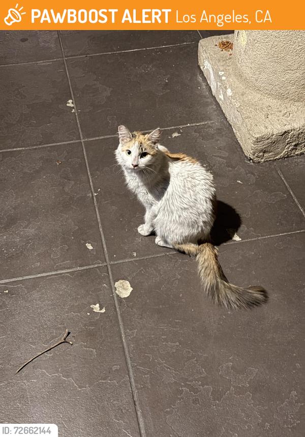 Found/Stray Female Cat last seen Westlake ave and 3rd st, Los Angeles, CA 90057