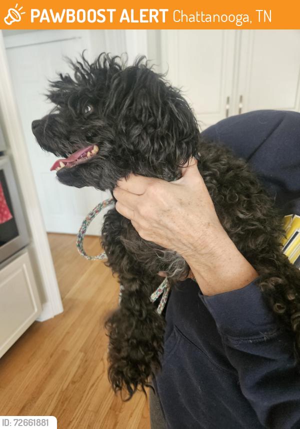 Found/Stray Male Dog last seen Hidden Mountain Drive, Chattanooga , Chattanooga, TN 37421