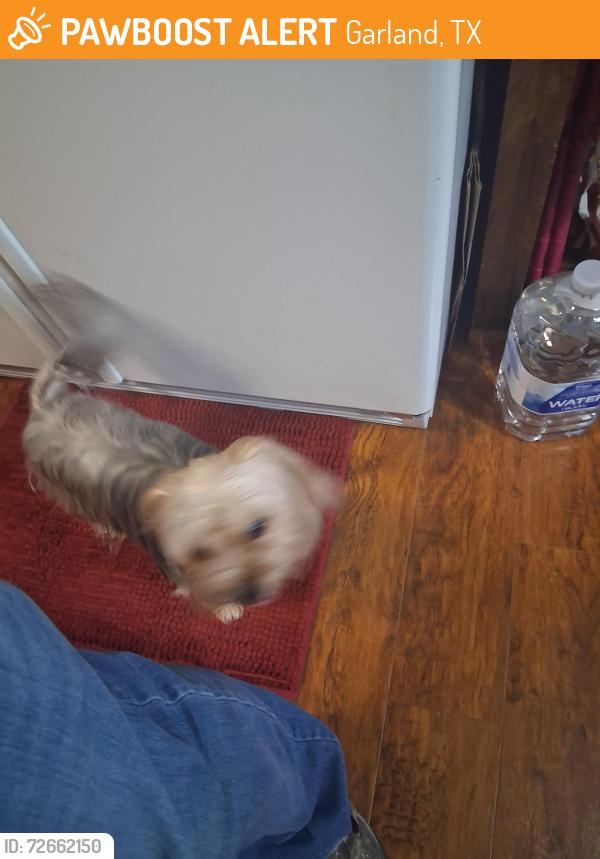Found/Stray Female Dog last seen Bobby Ln. and Western Dr., Garland, TX 75042