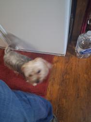 Found/Stray Female Dog last seen Bobby Ln. and Western Dr., Garland, TX 75042