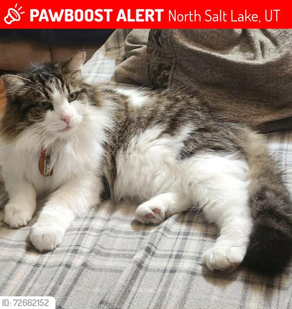 Lost Female Cat last seen Near North 1100 West in rose park area, North Salt Lake, UT 84010