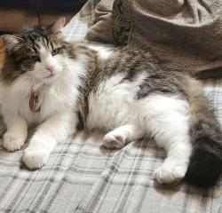 Lost Female Cat last seen Near North 1100 West in rose park area, North Salt Lake, UT 84010