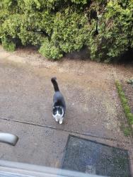 Found/Stray Unknown Cat last seen Continental Dr SE Turner, OR 97392, Marion County, OR 97392