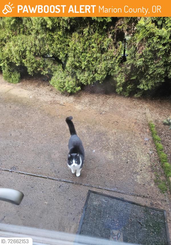 Found/Stray Unknown Cat last seen Continental Dr SE Turner, OR 97392, Marion County, OR 97392