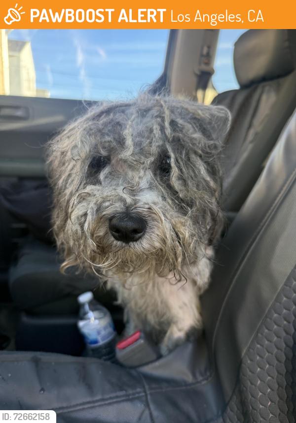 Found/Stray Unknown Dog last seen Near , Los Angeles, CA 90002