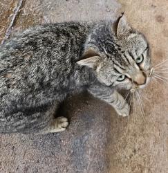 Found/Stray Male Cat last seen Continental Dr SE Turner, OR 97392, Marion County, OR 97392