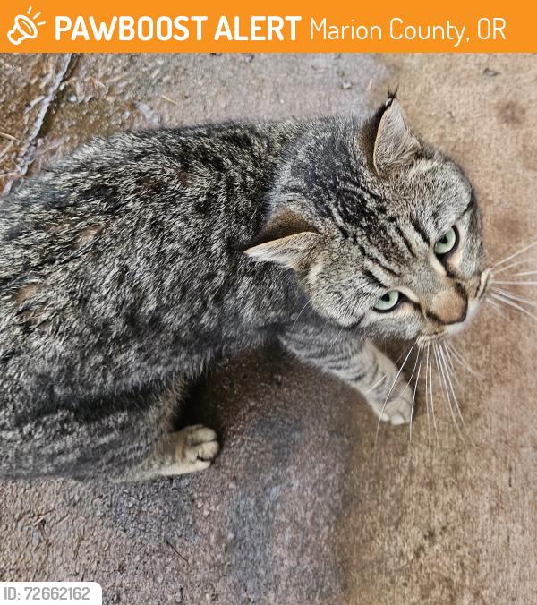 Found/Stray Male Cat last seen Continental Dr SE Turner, OR 97392, Marion County, OR 97392