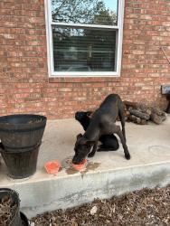 Found/Stray Male Dog last seen Tezel Rd, San Antonio, TX 78250