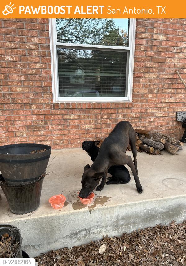 Found/Stray Male Dog last seen Tezel Rd, San Antonio, TX 78250