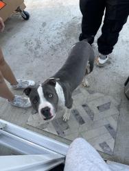 Found/Stray Male Dog last seen Found near Kipp High School, Nashville, TN 37115