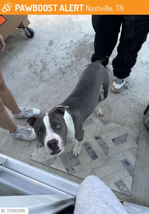 Found/Stray Male Dog last seen Found near Kipp High School, Nashville, TN 37115