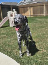 Found/Stray Male Dog last seen University Ave , Round Rock, TX 78665