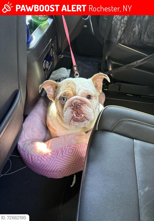 Lost Female Dog last seen Kron st and Brooks Ave, Rochester, NY 14614