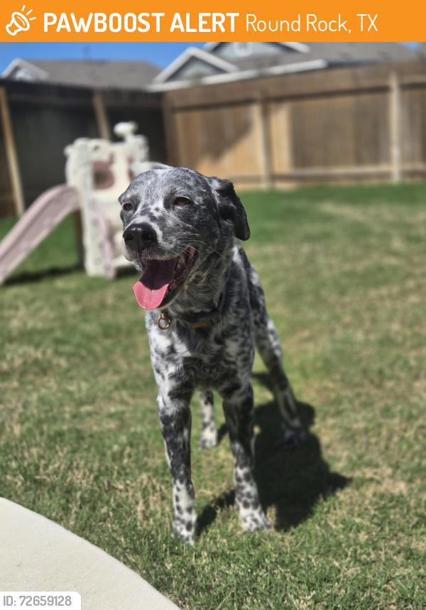 Found/Stray Male Dog last seen University Ave , Round Rock, TX 78665