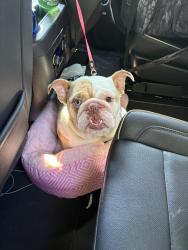 Lost Female Dog last seen Kron st and Brooks Ave, Rochester, NY 14614