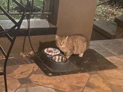 Found/Stray Unknown Cat last seen Hutchinson, Pittsburgh, PA 15221