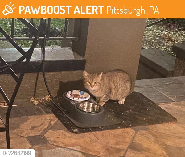 Found/Stray Unknown Cat last seen Hutchinson, Pittsburgh, PA 15221