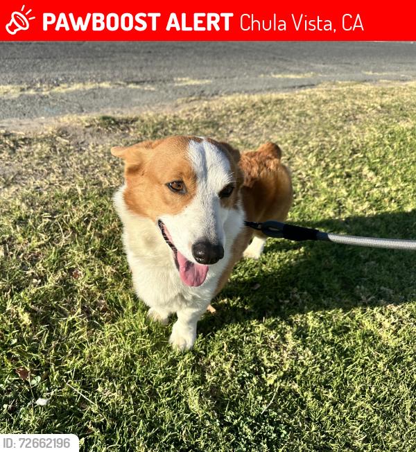 Lost Male Dog last seen H street, Chula Vista, CA 91910
