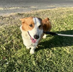 Lost Male Dog last seen H street, Chula Vista, CA 91910
