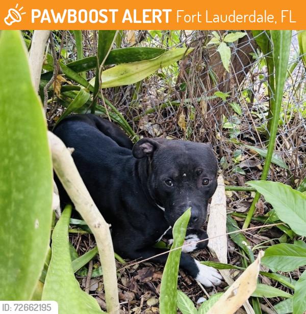 Found/Stray Male Dog last seen In bushes. , Fort Lauderdale, FL 33301