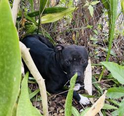 Found/Stray Male Dog last seen In bushes. , Fort Lauderdale, FL 33301