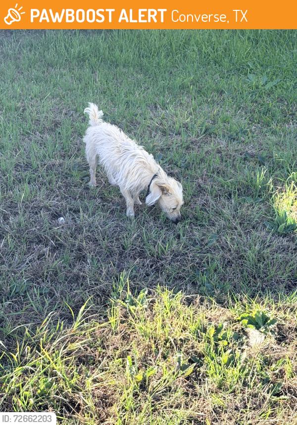 Found/Stray Male Dog last seen Crestway/Ironmill, Converse, TX 78109