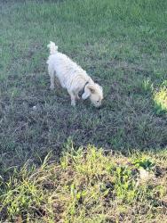 Found/Stray Male Dog last seen Crestway/Ironmill, Converse, TX 78109
