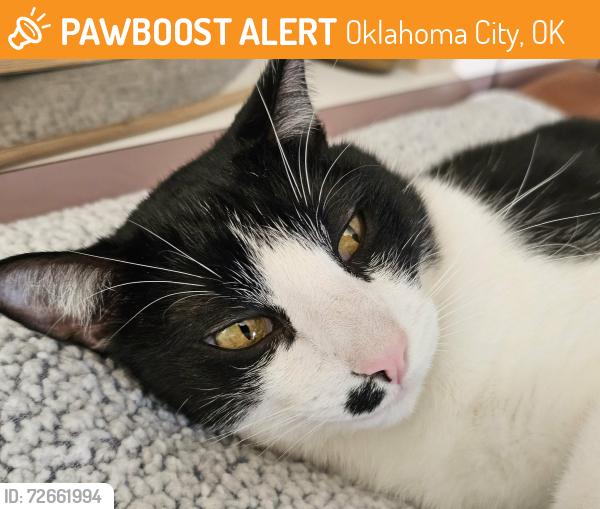Found/Stray Female Cat last seen Reno & Mustang Rd, Oklahoma City, OK 73099
