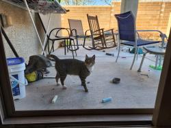 Found/Stray Unknown Cat last seen Aviary and deer springs , North Las Vegas, NV 89131