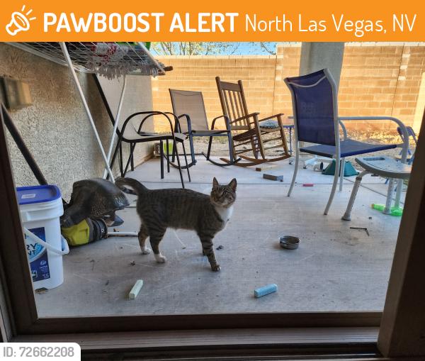 Found/Stray Unknown Cat last seen Aviary and deer springs , North Las Vegas, NV 89131