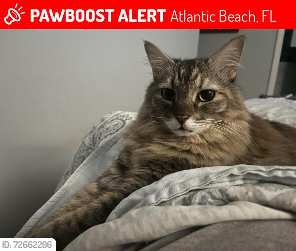 Lost Female Cat last seen Mayport road , Atlantic Beach, FL 32233