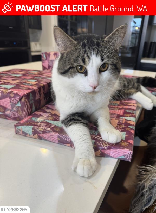 Lost Male Cat last seen 299th and 128th, Battle Ground , Battle Ground, WA 98604