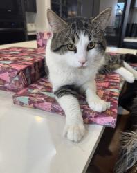 Lost Male Cat last seen 299th and 128th, Battle Ground , Battle Ground, WA 98604