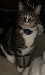 Lost Male Cat last seen Possibly the northwest corner of Addenbrooke Park or Jellison CT in Lakewood, Lakewood, CO 80226