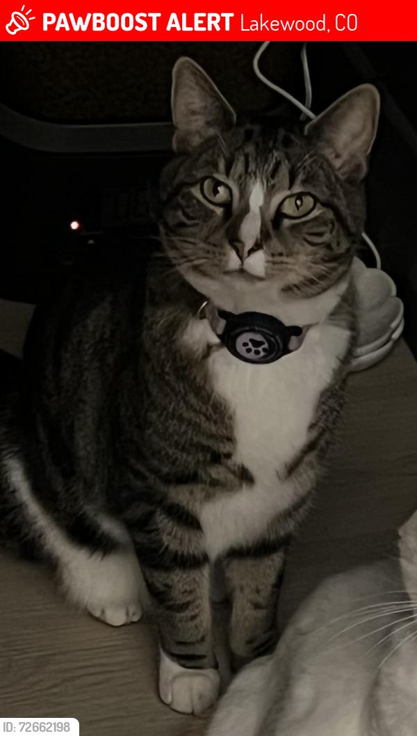 Lost Male Cat last seen Possibly the northwest corner of Addenbrooke Park or Jellison CT in Lakewood, Lakewood, CO 80226