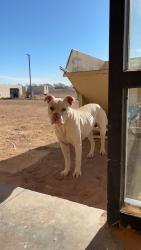 Found/Stray Male Dog last seen It’s at a job site for the new star care facility , Lubbock, TX 79403