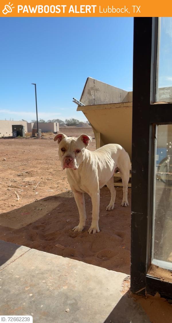 Found/Stray Male Dog last seen It’s at a job site for the new star care facility , Lubbock, TX 79403