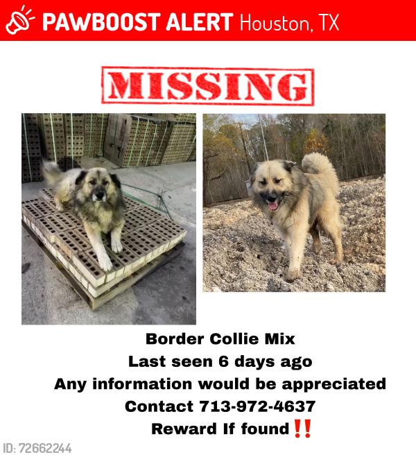 Lost Male Dog last seen Tidwell and Sherbourn rd, Houston, TX 77016