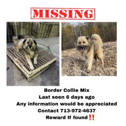 Lost Male Dog last seen Tidwell and Sherbourn rd, Houston, TX 77016
