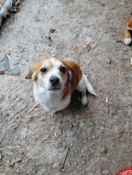 Found/Stray Female Dog last seen Rocky hockey rd, Chowan County, NC 27932