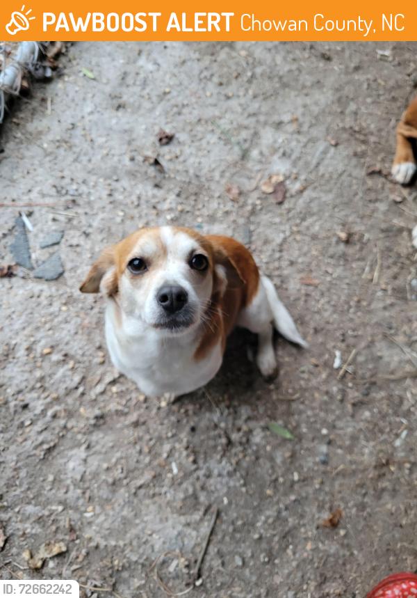 Found/Stray Female Dog last seen Rocky hockey rd, Chowan County, NC 27932