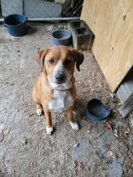 Found/Stray Female Dog last seen Rocky hockey rd, Chowan County, NC 27932