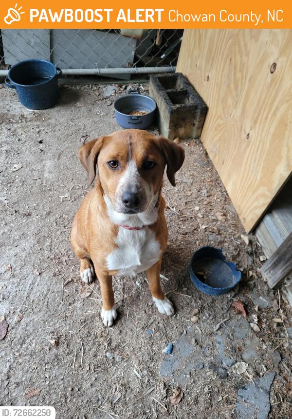 Found/Stray Female Dog last seen Rocky hockey rd, Chowan County, NC 27932