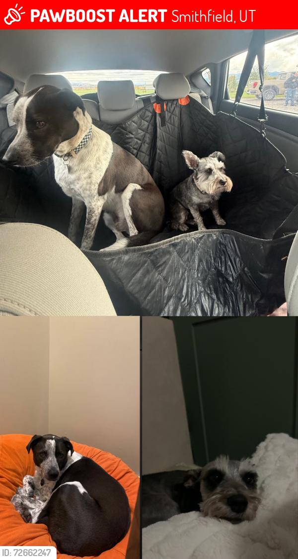 Lost Female Dog last seen Near south, Smithfield, UT 84335